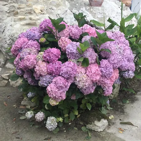 Casa Jardin Rocablanca Llanes 度假居